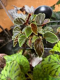 Image result for Begonia eminii