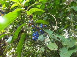 Image result for Maesobotrya