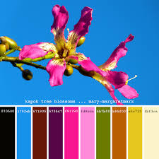 Kapok Tree Blossoms Mary Margaretmarx Color Colors Colour Colours Colorpalette Colorpalettes Colourpalet Color Palette Design Colours Color Stories