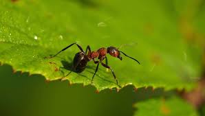 Just like other creatures in this world, black house ants are attracted to your home because they are looking for shelter, food and water. Top 6 Types Of Ants Uk Diy Pest Control