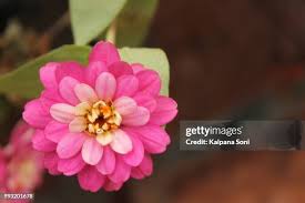 12,207 Soni Stock Photos, High-Res Pictures, and Images