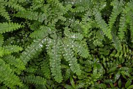 Image result for Adiantum patens