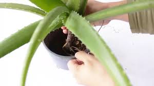 Planter les jeunes plants d'aloe vera dans un mélange de terreau pour plantes vertes avec un peu de sable. How To Plant Aloe Vera With Pictures Wikihow