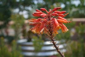 Image result for Aloe buchananii