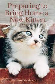 6 Tips For Preparing To Bring Home Your New Kitten Life Cats Kitten Care Kitten Supplies Kitten