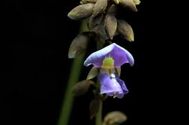 Image result for Dolichos trilobus