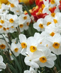 Landscape Sized Tazetta Narcissus Geranium Naturalizing Narcissi For Landscapers Narcissi Flower Bulbs Index 250 Bulb Flowers Narcissus Flower Geraniums