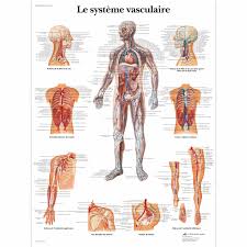 Vr2353l 01 3200 3200 Le Systeme Vasculaire Jpg 3200 3200 Anatomy And Physiology Human Anatomy Vascular