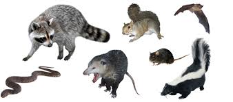 Cincinnati Wildlife Trapping And Removal Rat Squirrel And Bat Control In Ohio