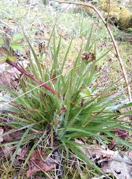 Image result for Luzula