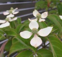 葉が落ちるのは常緑樹 落葉樹 豊川市の住宅設計事務所 工務店 Kotori の日常を紹介します