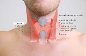 It depends on the type of thyroid cancer but the most common type, papillary thyroid cancer, usually grows and spreads slowly. Thyroid Cancer Amboss
