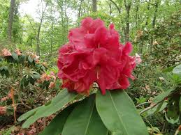 Named Rhodo Hybrids in the Garden