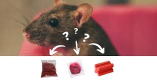 Les rats sont des animaux désagréables et entrent généralement chez nous sans se faire remarquer. Eliminer Souris Et Rat Quel Appat Souricide Raticide Choisir