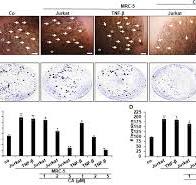 Frontiers | Multitargeting Effects of Calebin A on ...
