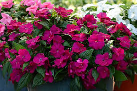 Image result for Impatiens purpureoviolacea