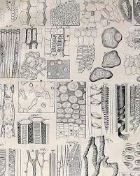 1848 Antique Botanical Print Plate Plant Cells I Antique Botanical Print Botanical Prints Plant Cell Drawing