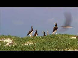 Microsoft Windows 7 Wildlife Sample Videos In Hd 4k Includes Butterfly Lake Bear Clips Youtube