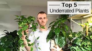I have a 10ft natal mahogany that i bought last summer (indoor). Top 5 Underrated Houseplants Youtube