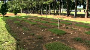 What is the best turf grass for shade in houston? Shade Tolerant Bermudagrass Youtube