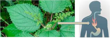 Image result for Laportea alatipes