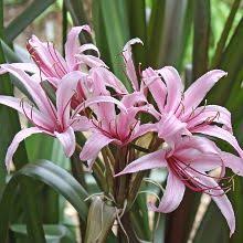 Image result for Crinum lugardiae