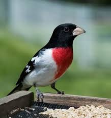 Small Birds Native To Michigan Michigan Bird Identification Flashcards By Proprofs Beautiful Birds Pet Birds Colorful Birds