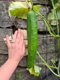 Image result for how to self pollinate cucumbers