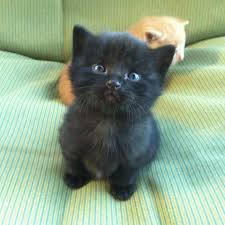 Baby Black And Orange Kitten Black Munchkin Kitten Cute Animals Kittens Cutest Animals