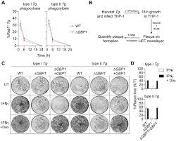 Последние твиты от tereza masonou (@tmasonou). Differential Spatiotemporal Targeting Of Toxoplasma And Salmonella By Gbp1 Assembles Caspase Signalling Platforms Biorxiv