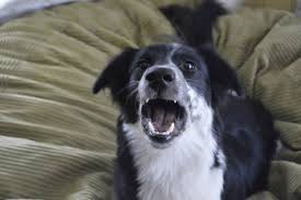 Many owners verbally respond to their dog barking without even realizing it. Woof The Barky Dog Series Attention Or Demand Barking