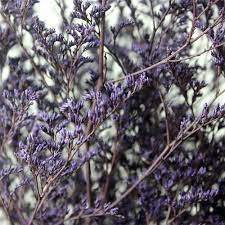 Dried Flowers Preserved Caspia Purple