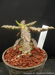 Image result for Euphorbia davyi