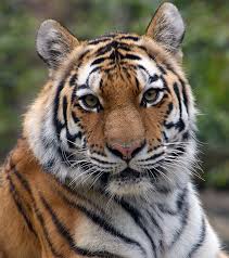 Tiger, largest member of the cat family (felidae), rivaled only by the lion in strength and ferocity. Discover The Amur Tiger Our Animals Indianapolis Zoo