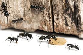 You can collapse an entire network of tunnels by doing this and most of the ants will die instantly when they come in contact with boiling water. What Kills Ants Solutions For How To Get Rid Of Ants Reader S Digest