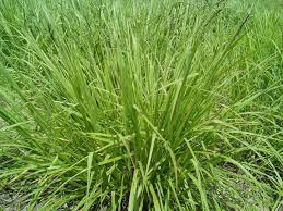 Image result for Paspalum plicatulum