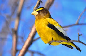 These birds are native to mexico, and are thus also called mexican yellow grosbeak. 2021 25 Beautiful Yellow And Black Birds With Pictures