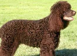 Image result for irský vodní španěl