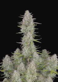 This strain enjoys a sunny and humid climate. Wedding Cheesecake Auto Cannabis Seeds Fast Buds Uk