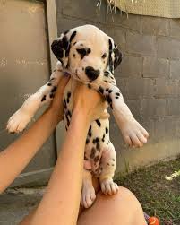 Image result for dalmatian