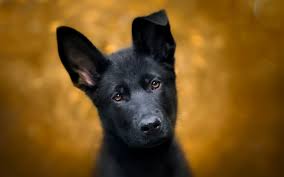 German shepherd female 3 month old puppy. Black German Shepherd Puppy Dogs Pets Close Up Black German Shepherd Wallpaper Hd 1920x1200 Wallpaper Teahub Io