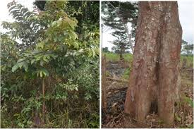 Image result for Syzygium rowlandii