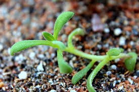 Image result for Ancylobothrys robusta