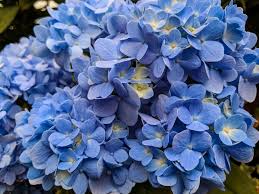 Isevian artificial wedding flowers big purple navy blue hydrangea silk flowers. 14 Beautiful Hydrangea Varieties