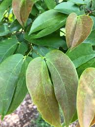Image result for Hymenaea courbaril