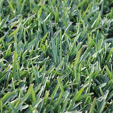 We did not find results for: Buy Sir Walter Buffalo Turf Online Atlas Turf Supplies Sydney