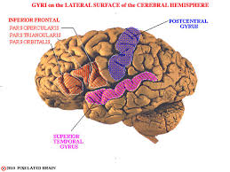 Image result for Brain Gyri