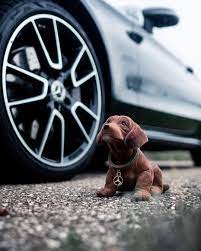 Latest breaking news, including politics, crime and celebrity. Mercedes Benz On Instagram Looking For A Companion On The Road This Co Driver Won T Annoy You We Promise Just Make Sure Nodding Dog Mercedes Benz Mercedes