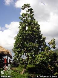 Image result for Pouteria pseudoracemosa