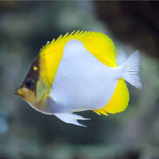 Pin On Butterflyfish
